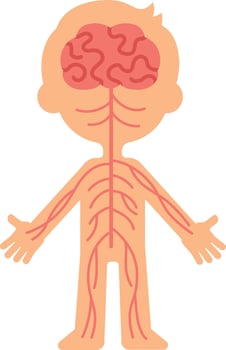 Medical illustration showing nervous system connecting brain to rest of body, promoting understanding of neurological pathways and nerve function vector