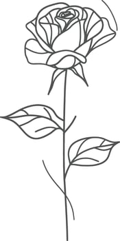 A rose is drawn in black and white on a white background vector