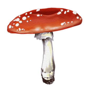 mushroom Red and white cartoon mushrooms flying in a forest, featuring various fungi like toadstools and amanita, set against an autumn nature scene with grass and other plants png