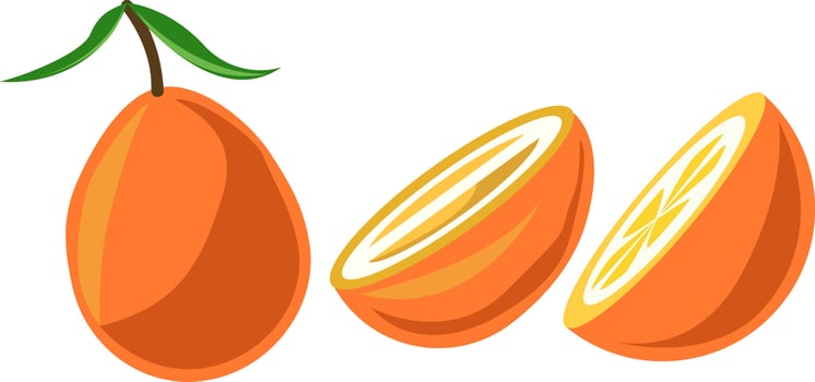 kumquat fruit citrus tropical orange illustration vector
