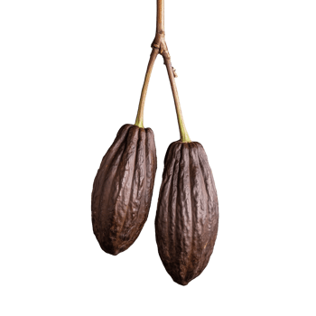 Two cocoa pods on transparent background png