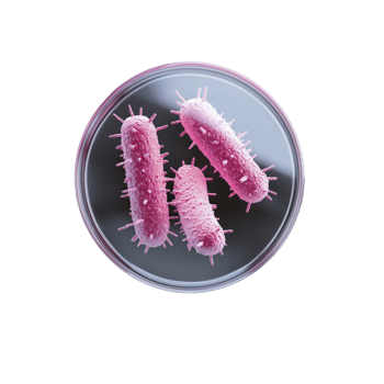 Petri dish with purple rod-shaped bacteria on transparent background png