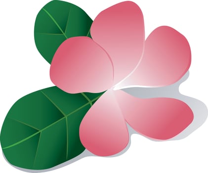 pink color araliya, plumeria flower with leaves vector
