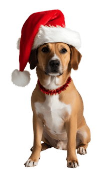 Golden retriever dog wearing santa hat for christmas theme with transparent background. Ai Generation png