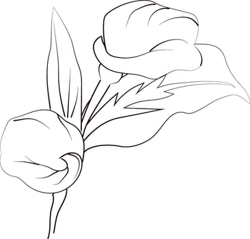 Cute kids coloring pages, easy calla flower, calla flower black and white illustration, calla flower outline, calla flower art, simple flower drawing, unique flowers coloring page vector