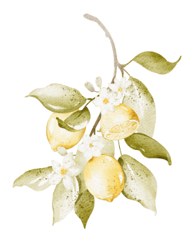Clipart watercolor branch lemon on isolated background. Citrus element yellow fruits collection - for design bouquets, wreaths, wedding invitations, birthdays, postcards, congratulations. png