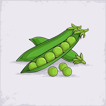 Hand drawn set of full and peeled organic healthy green peas pods good for body health isolated vector