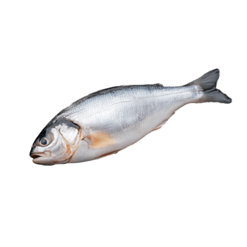 Fresh fish isolated on transparent background png