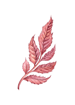 Rose sprig with leaves burgundy gothic watercolor illustration. Halloween or Day of the Dead botanical decoration isolated from background. Design concept for poster, card, banner, clothing, wallpaper png