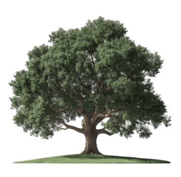 Majestic Live Oak Tree isolated on transparent background png