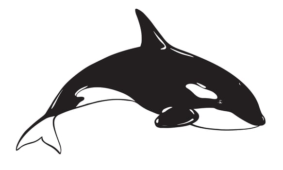 Killer whale sea animal logo. Stylized illustration of Orca. Killer whale or toothed whale, marine predator jumping out of water with curved tail. Hand drawn, imitation of engraving technique. vector