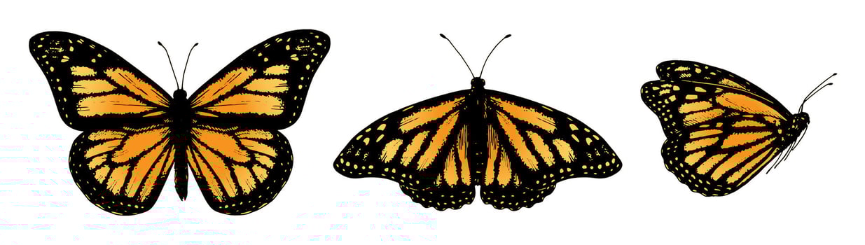 Monarch butterfly set with detailed orange and black wings. Realistic hand drawn illustrations ideal for nature themed designs or spring events. Perfect for stickers or wedding decor vector