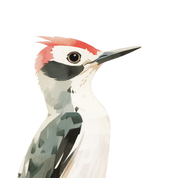Watercolor forest animal isolated on transparent background, baby illustrations, crazy bird png