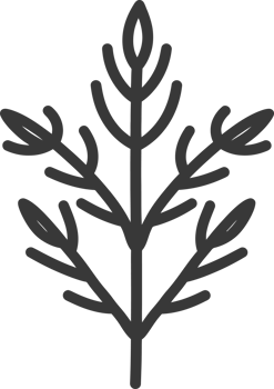 Simple Black and White Line Drawing of a Sprig with Five Branches and Nine Leaves png