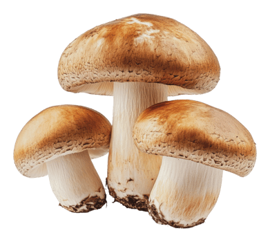 Fresh mushrooms arranged in a rustic setting png