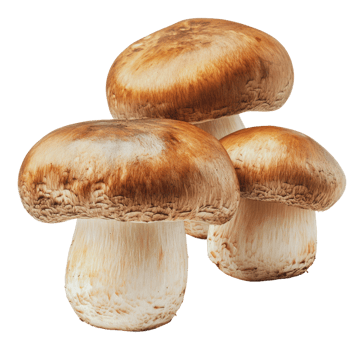 Freshly picked mushrooms on a clean surface png
