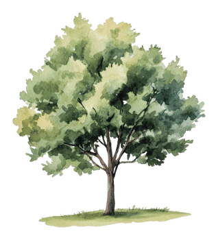 Lush green tree in a serene outdoor setting png