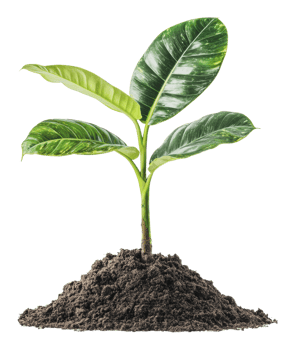 Young plant growing from dark soil in bright light png