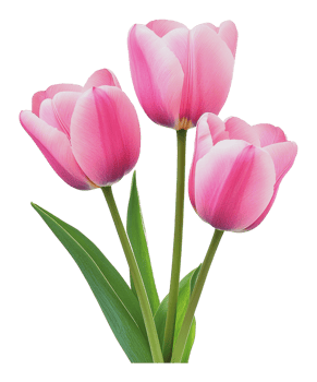 Pink tulips with green leaves png