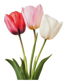 Vibrant tulips for spring display png