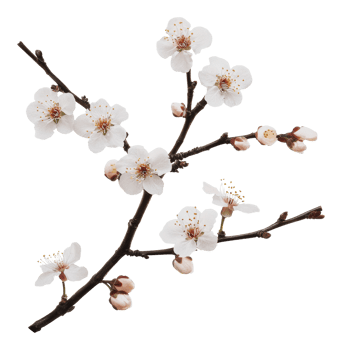 White cherry blossoms in springtime png