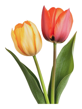 Two vibrant tulips in bloom during spring season png