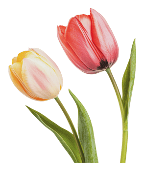 Pink and yellow tulips in bloom png