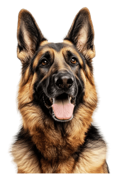 Adorable German Shepherd with a joyful expression png