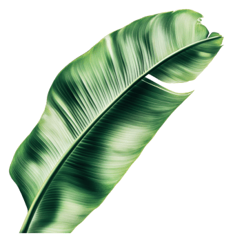Large green leaf on white bg png