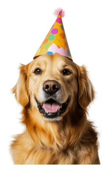 Joyful golden retriever in party hat png