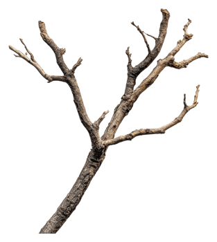 A detailed view of a barren tree branch in winter png