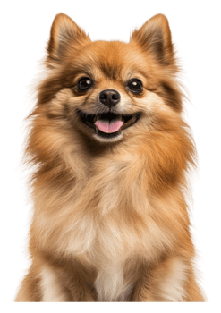 Cheerful pomeranian dog with fluffy fur indoors png
