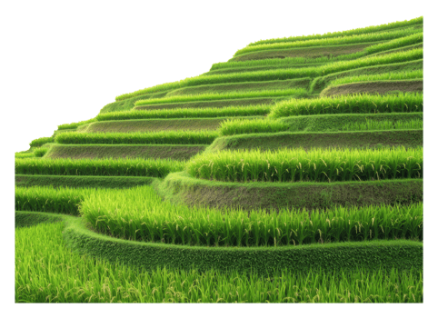 Lush green terraced rice fields on a sunny day png