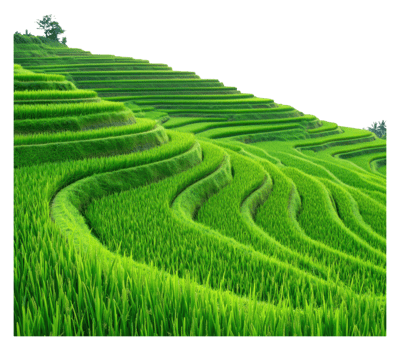 Lush green rice terraces in a scenic landscape png