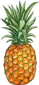 Hand-painted watercolor illustration of pineapple png