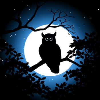 An owl in the moonlight vector