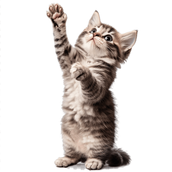 A kitten is standing up and reaching for something png