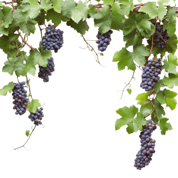 Fresh organic grape vines showcasing ripe clusters with lush green leaves on a bright transparent background, Fresh organic grape with leaves on transparent background png
