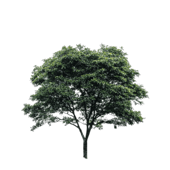 A solitary green tree stands prominently on a small grassy hill against a pristine transparent background, tree isolated on transparent png