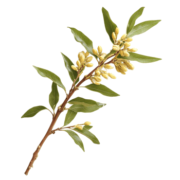 Eurycoma longifolia branch with yellow flowers on a plain transparent background, eurycoma longifolia on transparent background png