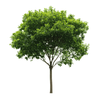 A solitary green tree stands alone against a transparent background, highlighting its lush foliage and natural beauty, Single tree isolated on transparent background png