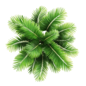 Top view of isolated palm leaves against a clean transparent background showcasing vibrant green foliage details, top view palm leaves tree isolated on transparent backgroundfile png