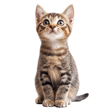A playful tabby kitten with bright blue eyes sitting on a plain transparent background, full of curiosity and energy in a cozy indoor setting, cat on transparent background png