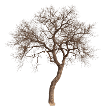 Rustic tree with intricate branches standing stark against a transparent background, highlighting its unique shape and texture, Rustic tree isolated on transparent background png