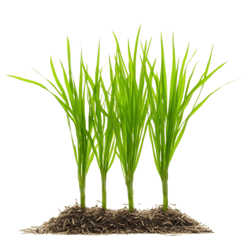 Small rice seedlings growing in soil against a plain transparent background, showcasing new agricultural growth, Small rice plants on transparent background. Rice seedlings transparent background png