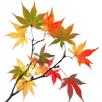 Colorful autumn leaves showcase vibrant hues against a transparent background, capturing the essence of koyo season in nature's artistry, Colorful Autumn Leaves Koyo, transparent background png