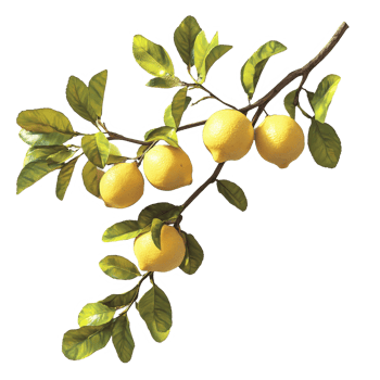 Lemon branch with vibrant fruit and green leaves against a transparent background, Branch of delicious lemons on whtie background cutouts png