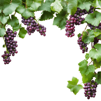 A lush grapevine with clusters of purple and green grapes on branches surrounded by vibrant leaves, grapes branch and leaves hanging top with copy space transparent background png