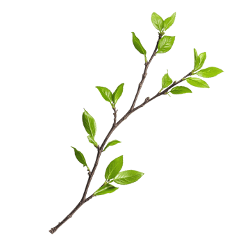 Isolated green twig with fresh leaves against a clean transparent background highlighting nature's simplicity and beauty, green twig isolated on transparent background png