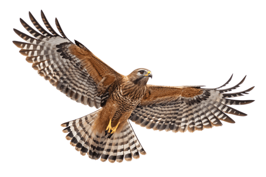 Front view, Red-shouldered Hawk is spreading its wings and flying isolated on a transparent background png